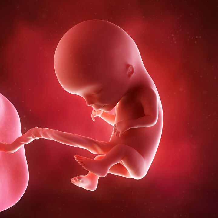 kūdikis įsčiose