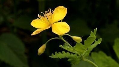 Karpų pašalinimas su celandine